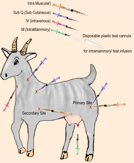 Goat Injection Sites